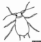 Aphid Clipart Coloring Tick Clipground Pages Template sketch template