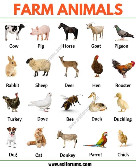 farm animals list   popular farm domestic animals  english