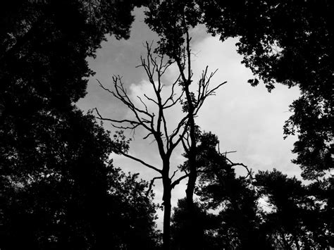 무료 이미지 나무 자연 숲 분기 실루엣 구름 검정색과 흰색 하늘 햇빛 잎 어둠 검은 단색화 흑백 사진