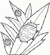 Coloring Pages Ladybug Insects Bug Lady Cute Kids Leaves Realistic Printable Eating Children Color Cliparts Clipart Print Flying Library Beautiful sketch template