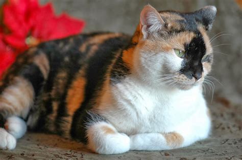 orange tiger cat breed insured  laura