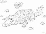 Coloring Turtle Snapping Alligator Pages Getcolorings Getdrawings sketch template