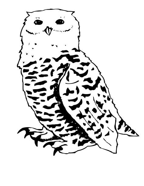 snowy owl face coloring pages