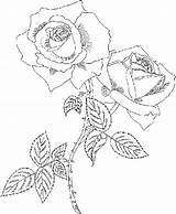 Coloring Pages Flower Roses Rose Printable Filminspector sketch template