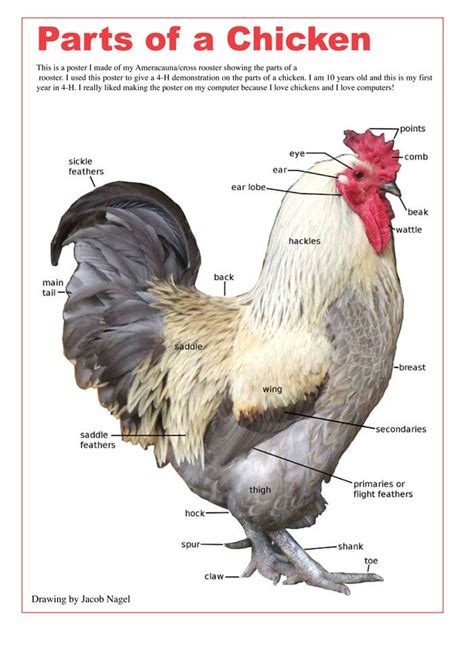 parts   chicken  jacob nagel   februarymarch  issue  backyard poultry