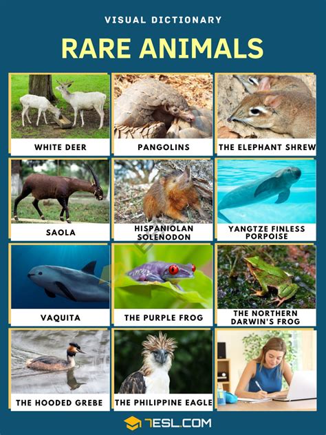 rare animals top  rarest animals   world  amazing facts esl