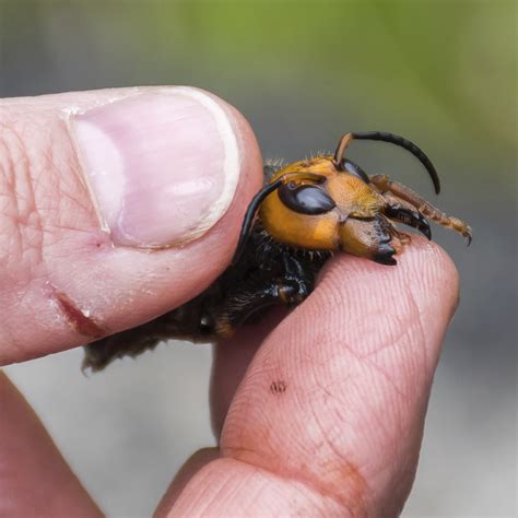 asiatische hornisse der neue feind unserer honigbiene naehert sich