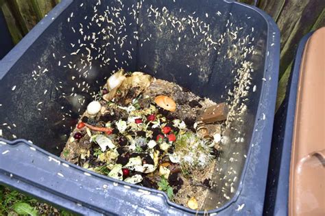 maggots eat wheelie bin cleaning service warrington