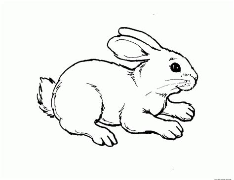spring animal coloring pages coloring home