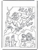 Apen Oetan Orang Affen Utan Outan Ausmalbilder Malvorlage Orangutan Monkeys Zoo Stap Colorare Dierentuin Oerang Jetztmalen Dieren Kleurplaatjes Stimmen Tiere sketch template
