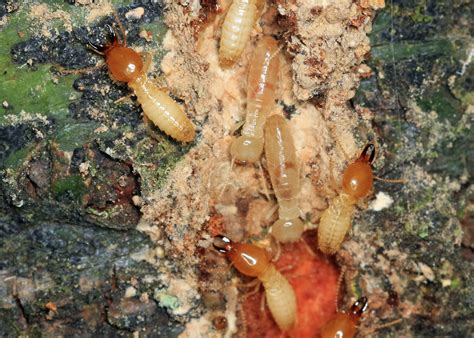 coptotermes formosanus formosan subterranean termite blattodea