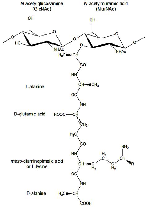 monomer unit   peptidoglycan structure  disaccharide  scientific diagram