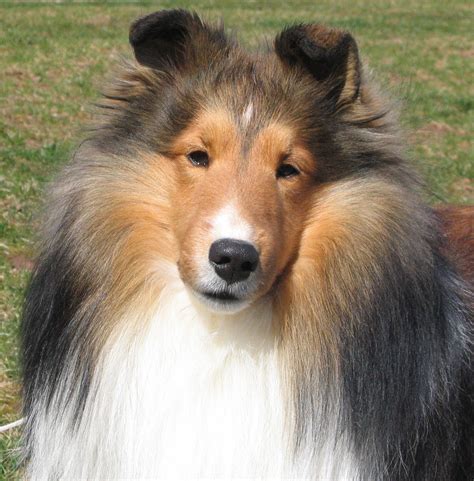 collie dog breed information puppies pictures