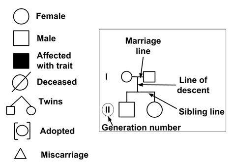 simple pedigree chart  kids