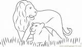 Lions Coloringpages101 Printable Mammals sketch template