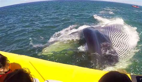amazing footage massive whale nearly swallows entire boat