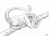 Coloring Monkey Mono Arana Macaco Muriqui Monkeys Hanging Supercoloring Woolly Araña Barrigudo Animais Salvo Lanudo Macacos Kolorowanki Creation Adultos Step sketch template