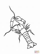Coloring Crayfish Pages Crawfish Printable Crawdad Template Drawing Supercoloring Comments Sketch Silhouettes sketch template