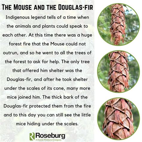 legend      easily identifiable traits   douglas fir tree