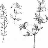 Herbs Herbes Insieme Erbe Matita Foglie Feuilles Herb sketch template