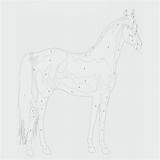 Zahlen Pferd Ausmalbilder Ausdrucken Pferde Ausmalbild sketch template