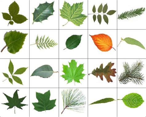 trees   names leaves images quiz  bball