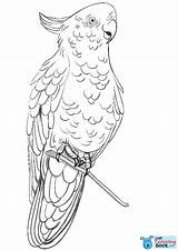 Cockatoo Pages Coloringbay Breasted sketch template