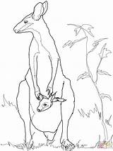 Wallaby Australian Animals Colouring Kangaroo Printmania Mammals sketch template