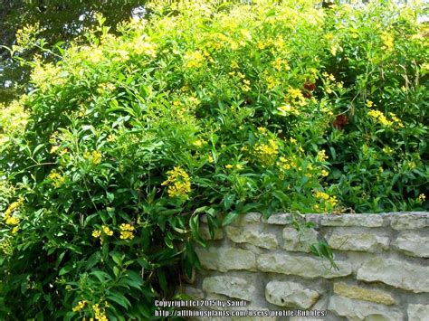 photo   entire plant  yellow butterfly vine callaeum macropterum posted  bubbles