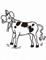 Cow Cartoon Clipart Coloring Baby Clip Pages Printable Cliparts Cattle Cute Line Cows Drawings Pic Colouring Library Colour Clipartbest 2021 sketch template