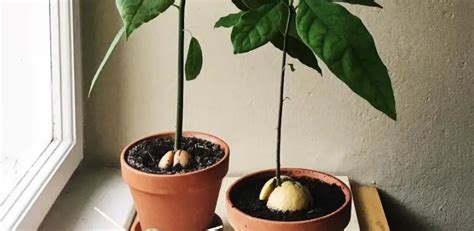Wie Man Avocados Zu Hause Aus Einem Samen Pflanzt Um Einen