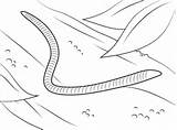 Worm Coloring Pages Worms Printable Preschoolers Wiggler Red Earthworms Kids Categories sketch template