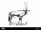 Gemsbok Oryx Gazella Tracing sketch template