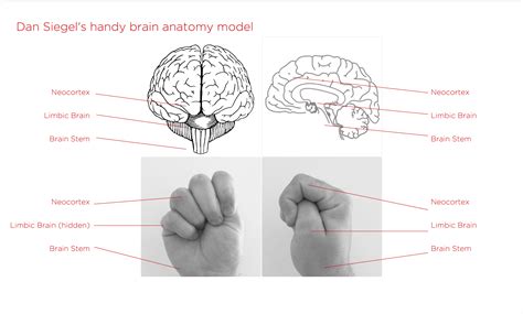 hand brain model pdf brainlyzi
