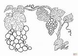 Grapes Grape Winogrona Kolorowanka Kolorowanki Supercoloring Colouring Druku Grapevine sketch template