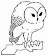 Screech Owl Coloring Pages Animals sketch template