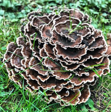 turkey tail mushrooms pacific wild pick