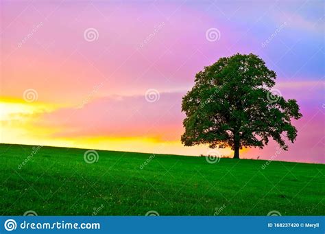 eenzame boom op zonsondergang stock foto image  purper kleuren