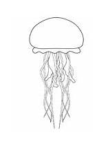 Jellyfish Coloring Pages Ocean Outline Drawing Print Cute Printable Template Animals Ws Templates Animal Drawings Diagram Choose Board Body sketch template