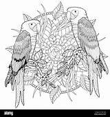 Perroquet Coloriage Papagei Joli Parrot Exquis Schone Alamy Exquisite sketch template