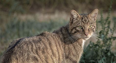cats   understanding hybridisation  wildcats ptes