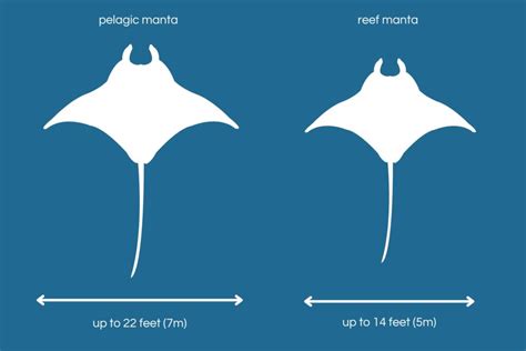 main differences   giant manta ray   reef manta