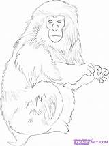 Monkey Drawing Draw Drawings Animal Realistic Japanese Easy Monkeys Step Snow Animals Coloring Pages Dragoart Template Face Tutorial Forest Getdrawings sketch template