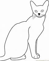 Coloring Cat Abyssinian Coloringpages101 Pages sketch template