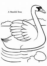 Swan Coloring Books Pages sketch template