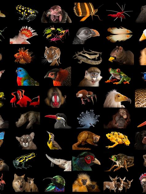 top  animal graphics images lifewithvernonhowardcom