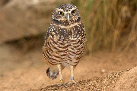 burrowing owl facts habitat diet life cycle baby pictures