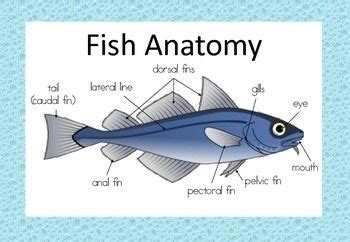 pin  juela champion  preschool materials teaching posters fish anatomy flashcards