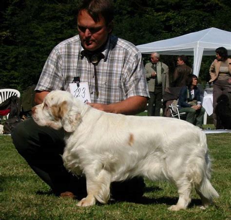 spice twice clumber spaniels