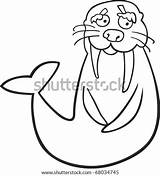 Walrus Cartoon Coloring Illustration Funny Book Shutterstock Vector Stock sketch template